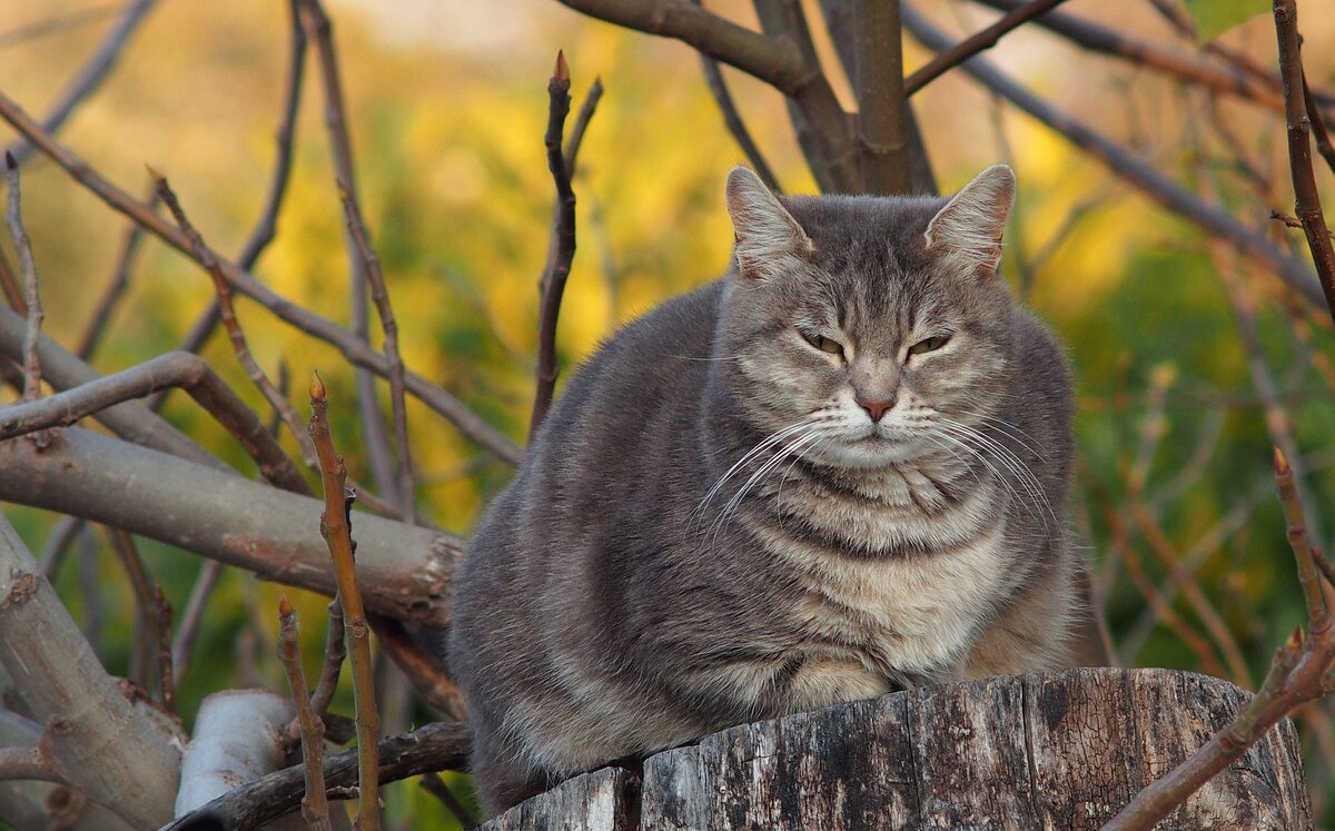 Толстая кошка полосатая серая
