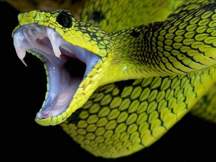 Знак змеи похож на змею с широко открытой пастью. sowetu.ru