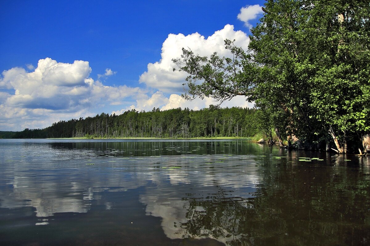 мое любимое озеро. Сестра фотографировала с воды. Кувшинки, рыбки, стрекозки... И слепни...