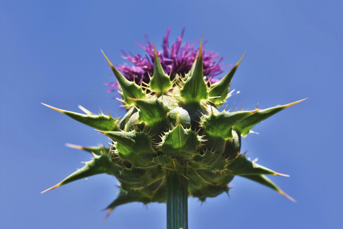 На Королевском гербе Шотландии чертополох изображен с девизом"Никто не тронет меня, не поранившись".