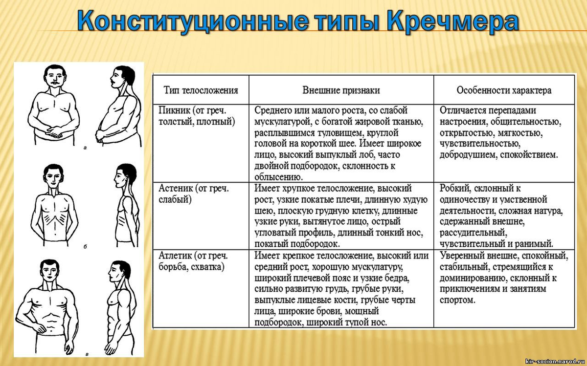 Типы телосложения по Кречмеру астеник пикник Атлетик. Конституциональные типы э. Кречмер. Классификация темперамента по Кречмеру. Характеры пикник астеник Атлетик.