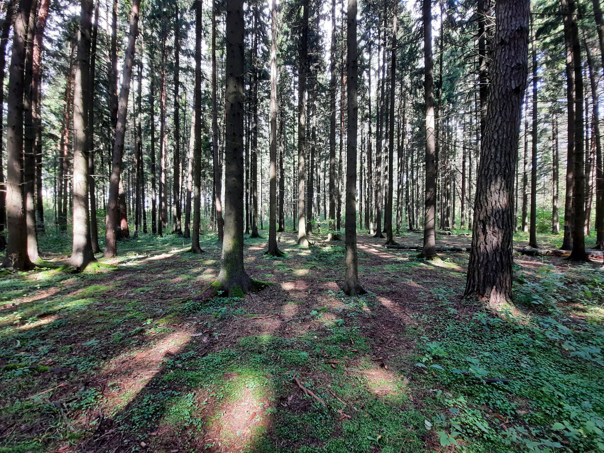 Еловый бор. То дождь, то солнышко, зато весело!
Фото автора