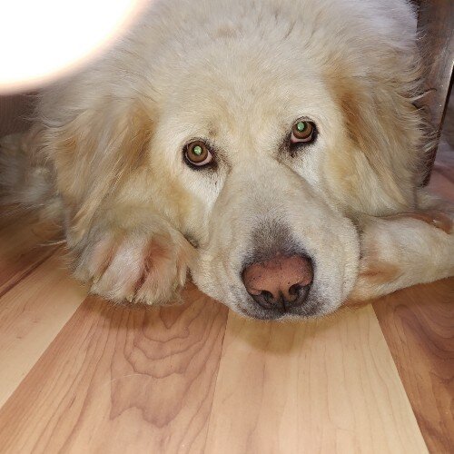 Когда моя собака разозлилась на меня