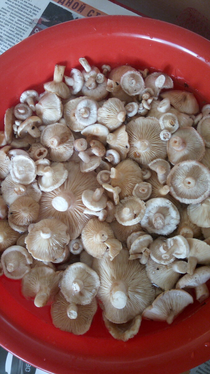 Вот такие мелкие грибочки, целая поляна белых волнушек.