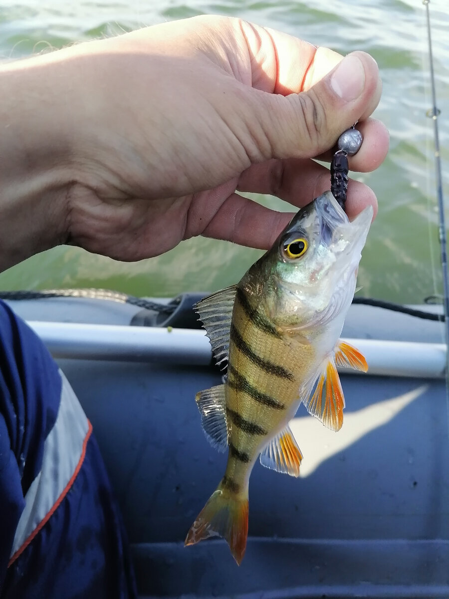 Окунь с озера Большой Куяш, Челябинская область. 