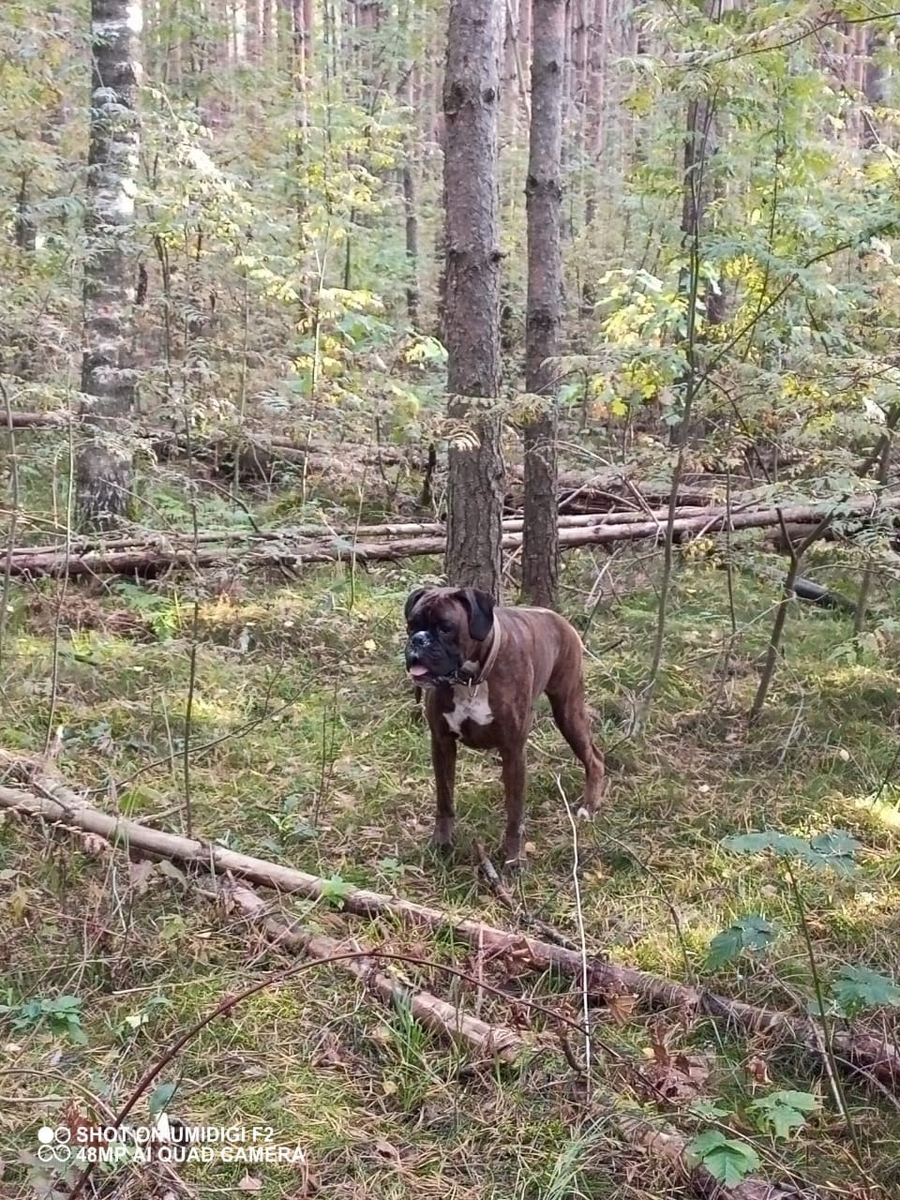 любит с мамой гулять по лесу