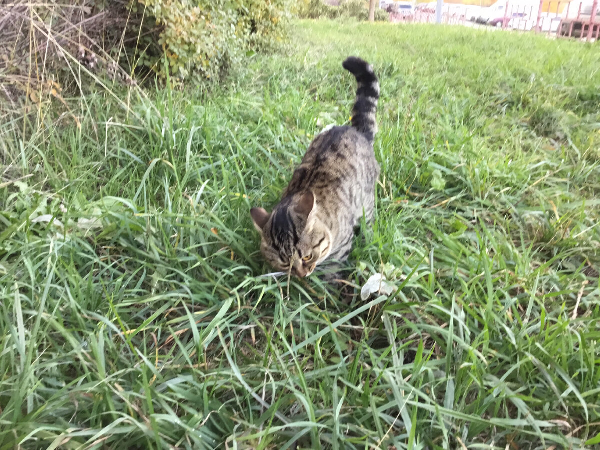 Тигрик ест травку