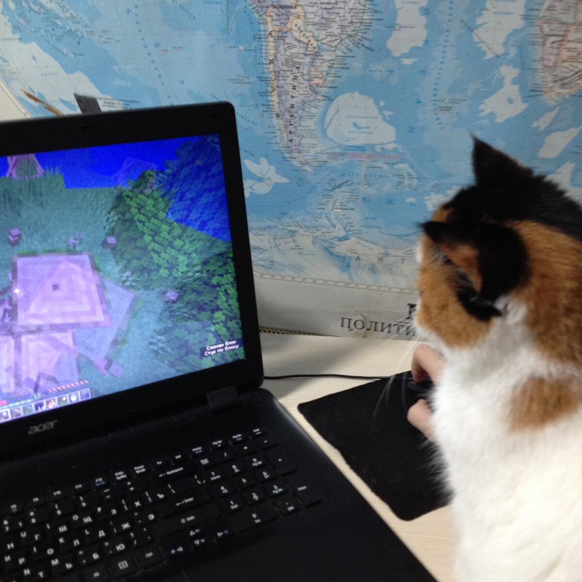 🐾 Что видят кошки на экране телевизора и компьютера | Я — Кот! | Дзен