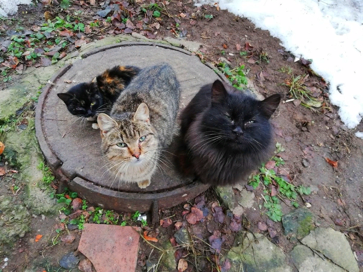 Дохлая кошка на пороге дома