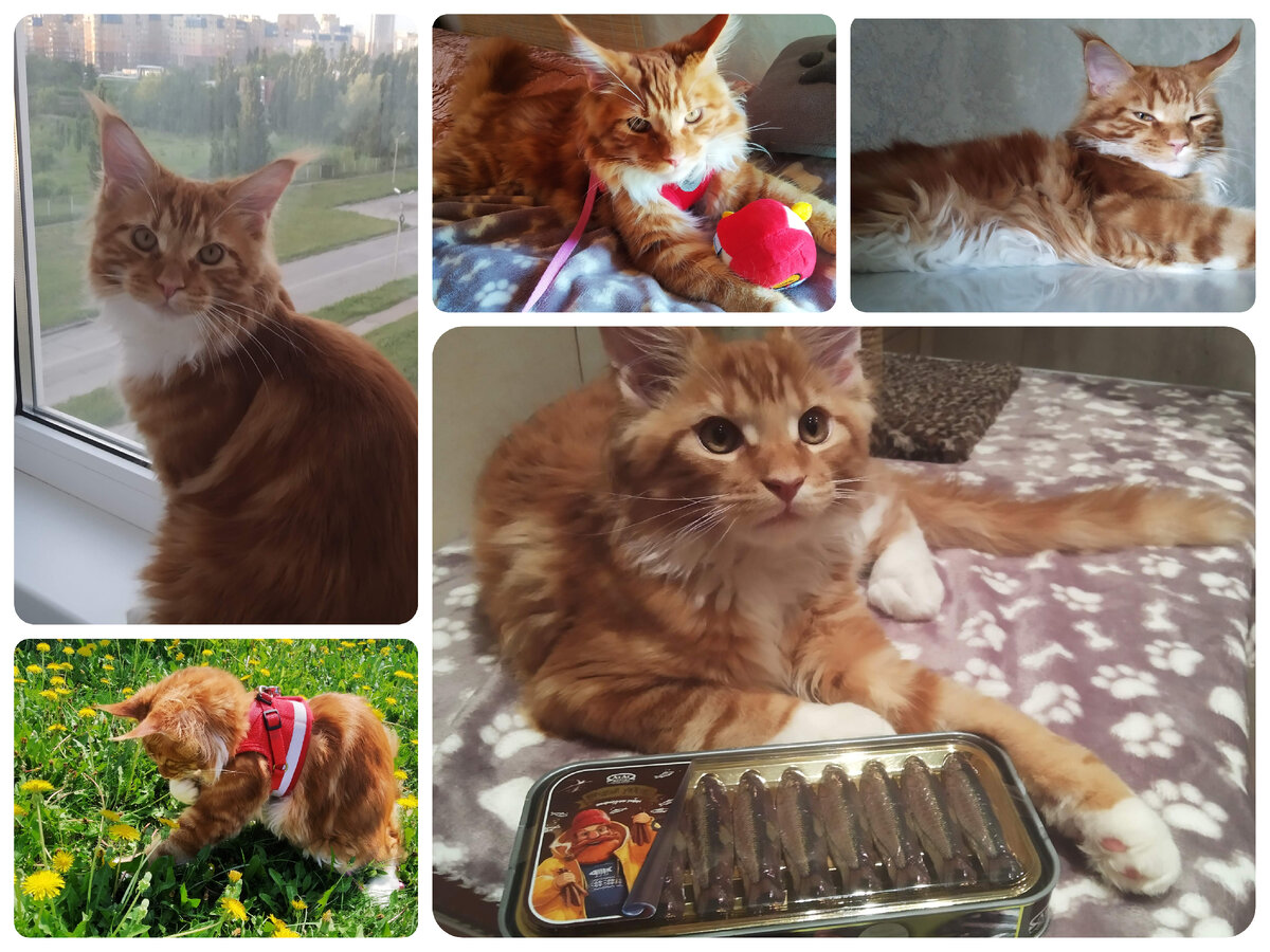 Мейн кун Степа.