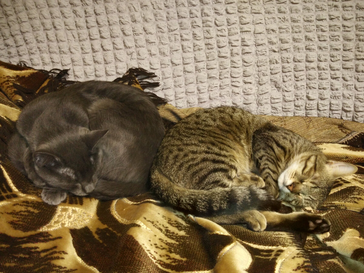 Мир-дружба-жвачка