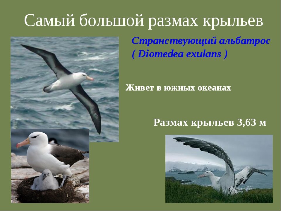 Об альбатросе