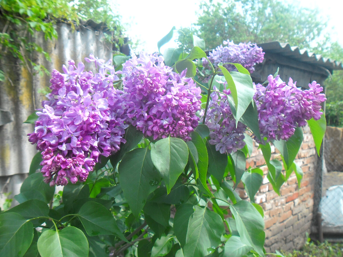 Махровая сирень