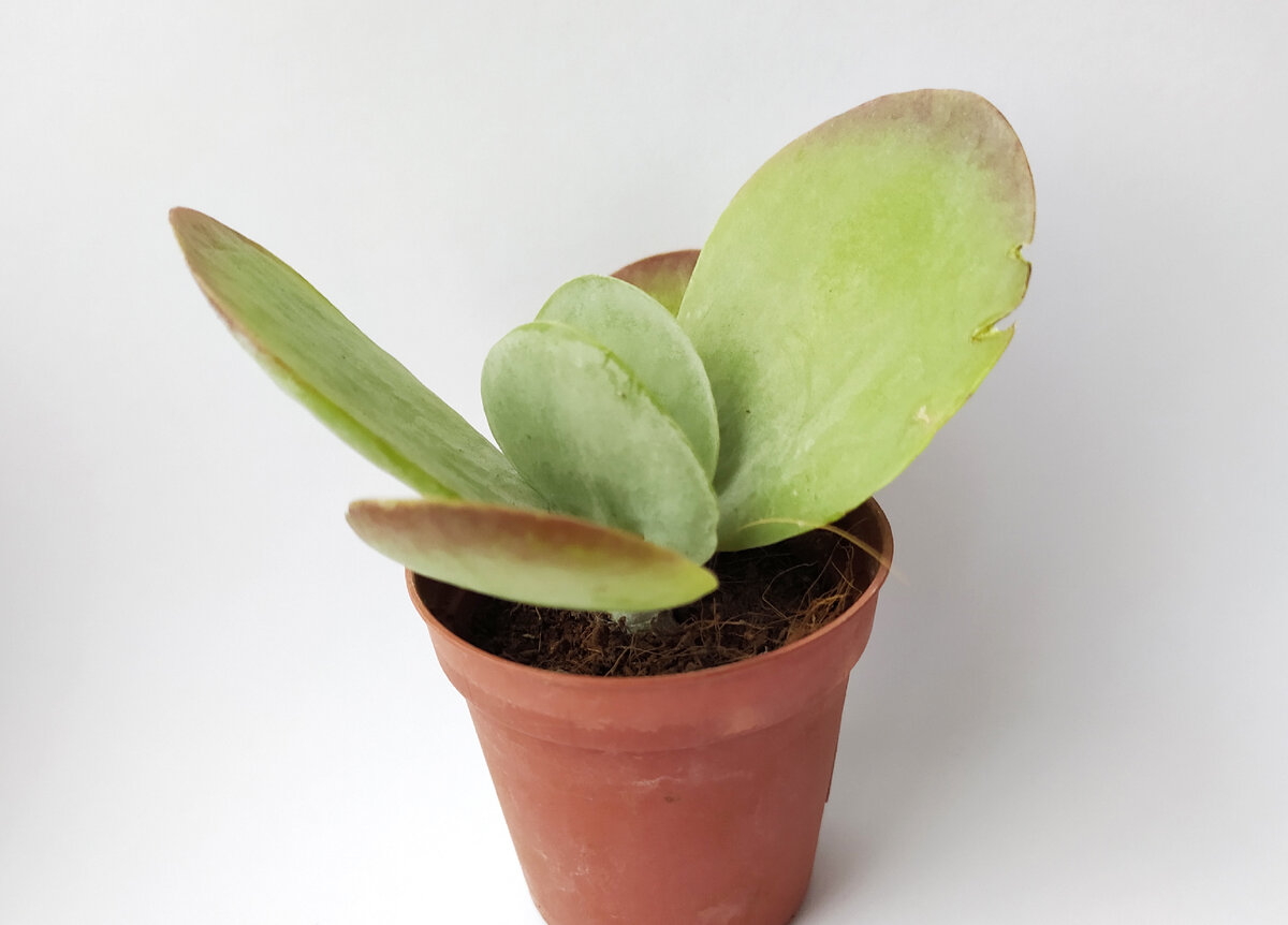 Это вообще шло как "суккулент микс".