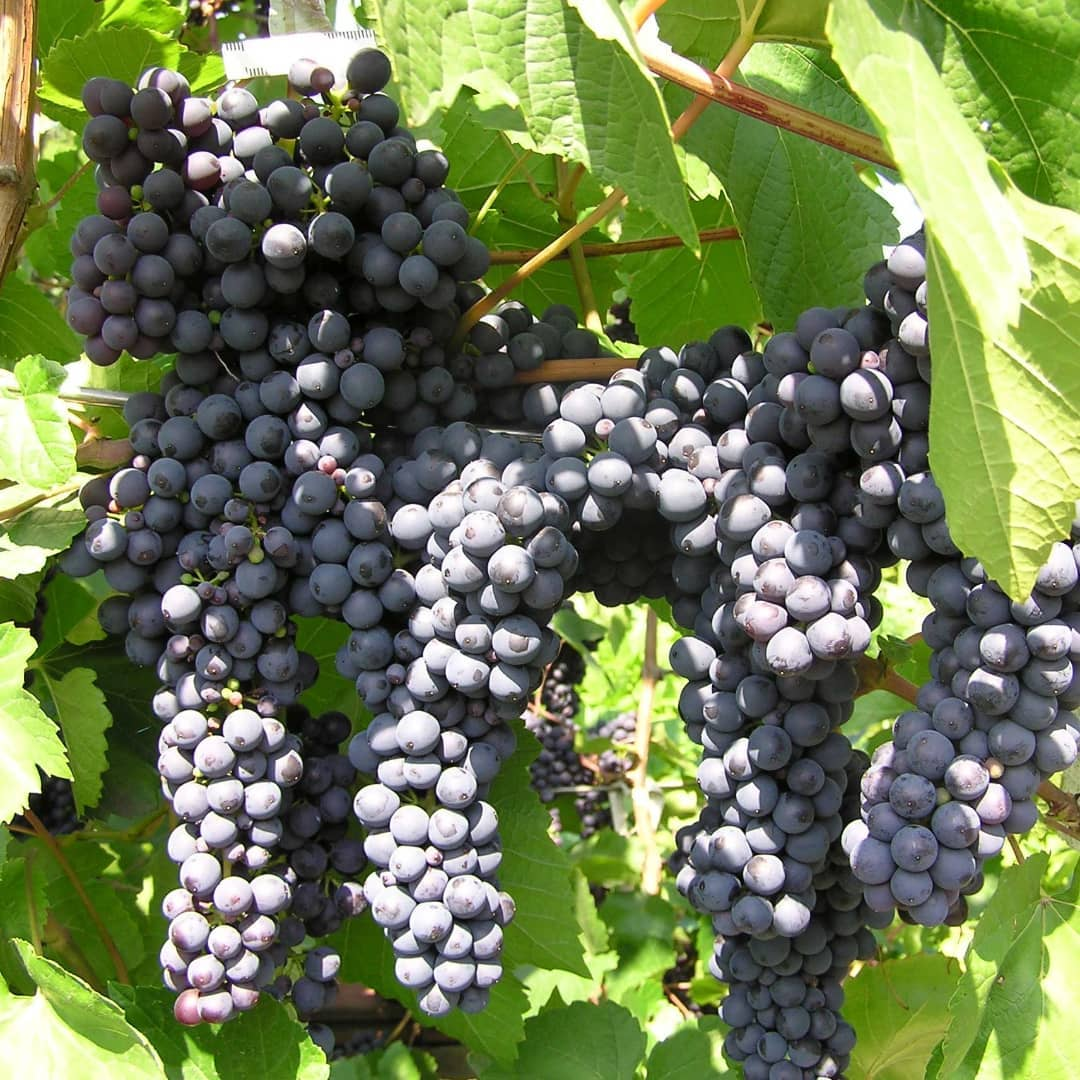 Память Домбковской