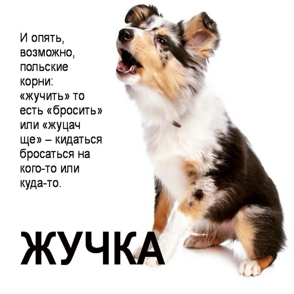 Клички собак на ц