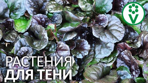 Тень им нипочем! 125 растений для тенистого сада