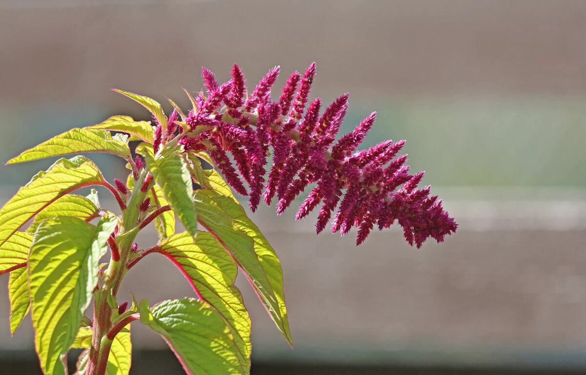 Амарант, фото из внешнего источника