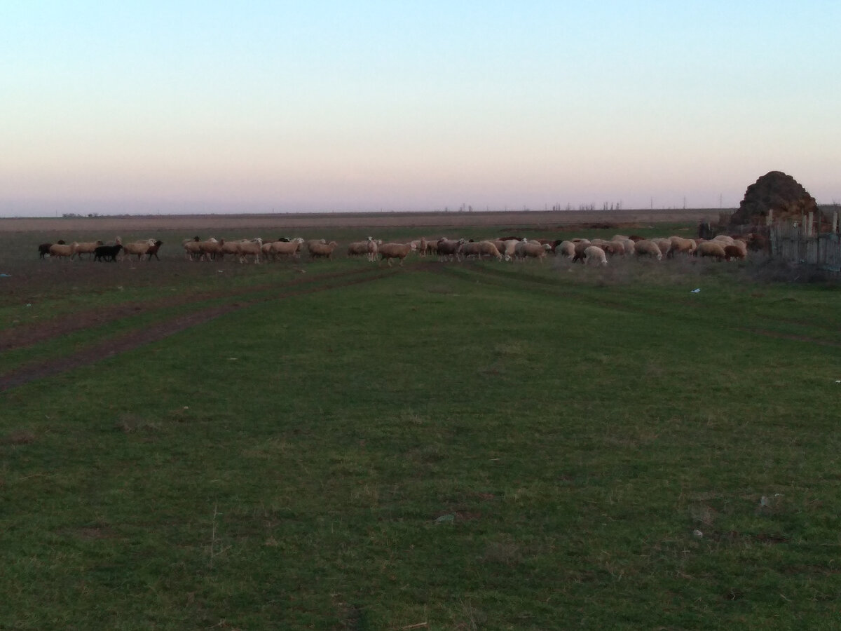 Это бараны, пастуха что-то не видно