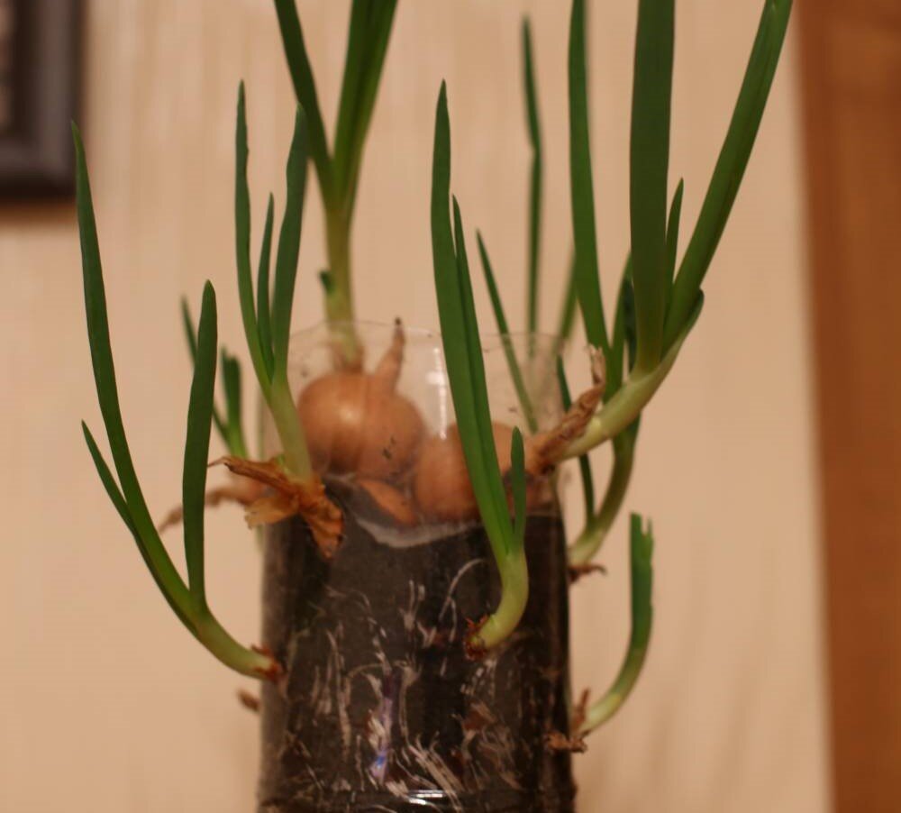 Лук на зелень в бутылке