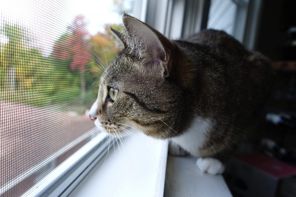 Сетка москитная "Антикошка"