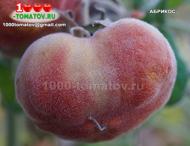 Томат Абрикос фото 1