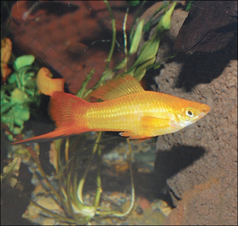 Лимонный. Фото Яндекс Картинки.