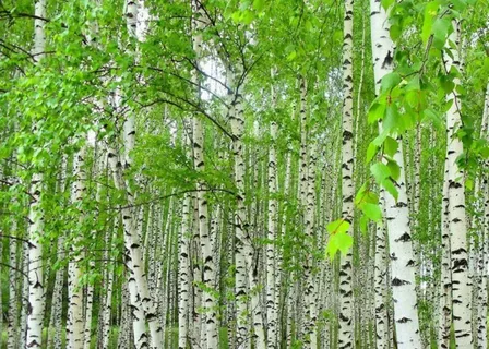 Яндекс картинки