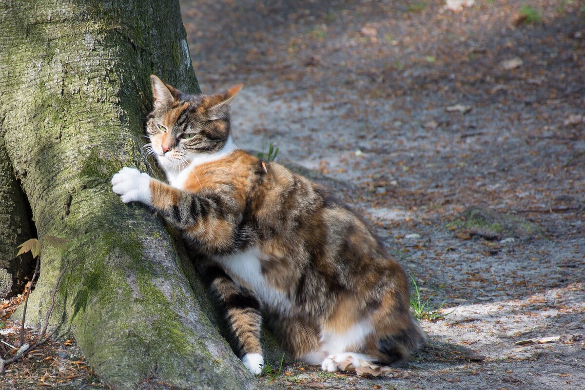 🐾 Нарочно не придумаешь: житейские истории про кошек | Я — Кот! | Дзен