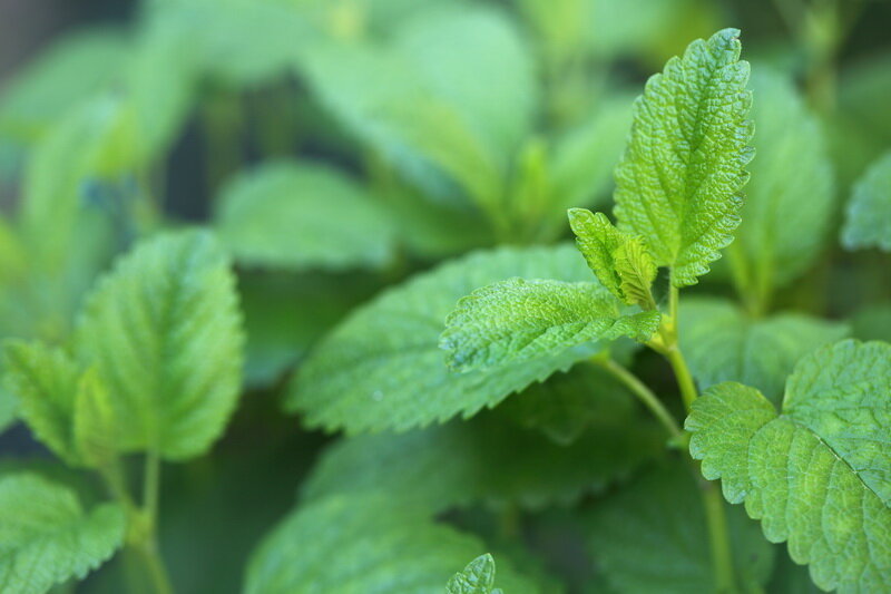 Листья мелиссы