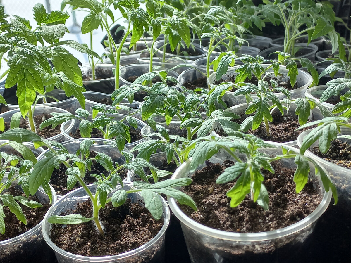 Стелющиеся томаты: особенности выращивания и уход