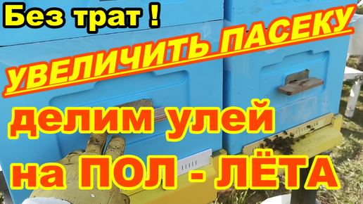 Увеличение пасеки просто без затрат ! Делим улей на пол лёта ! Увеличение пчелосемей !