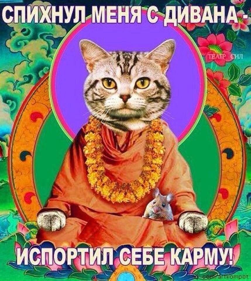Котизм - отдельное направление в мемчиках