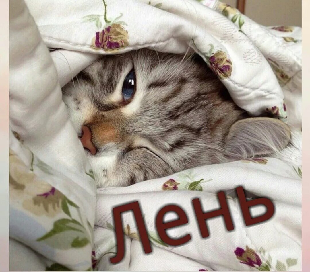 Фото взято из Яндекс.Картинки 