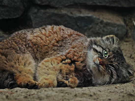     Manulization (Pallas's Cats) / http://www.youtube.com/