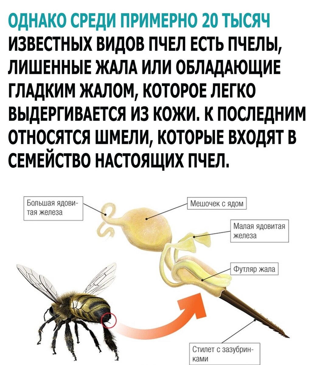 красивые мелочи жизни. ты няша. модель taya vais. кот жалап. провожала маты сына у солдаты слова.