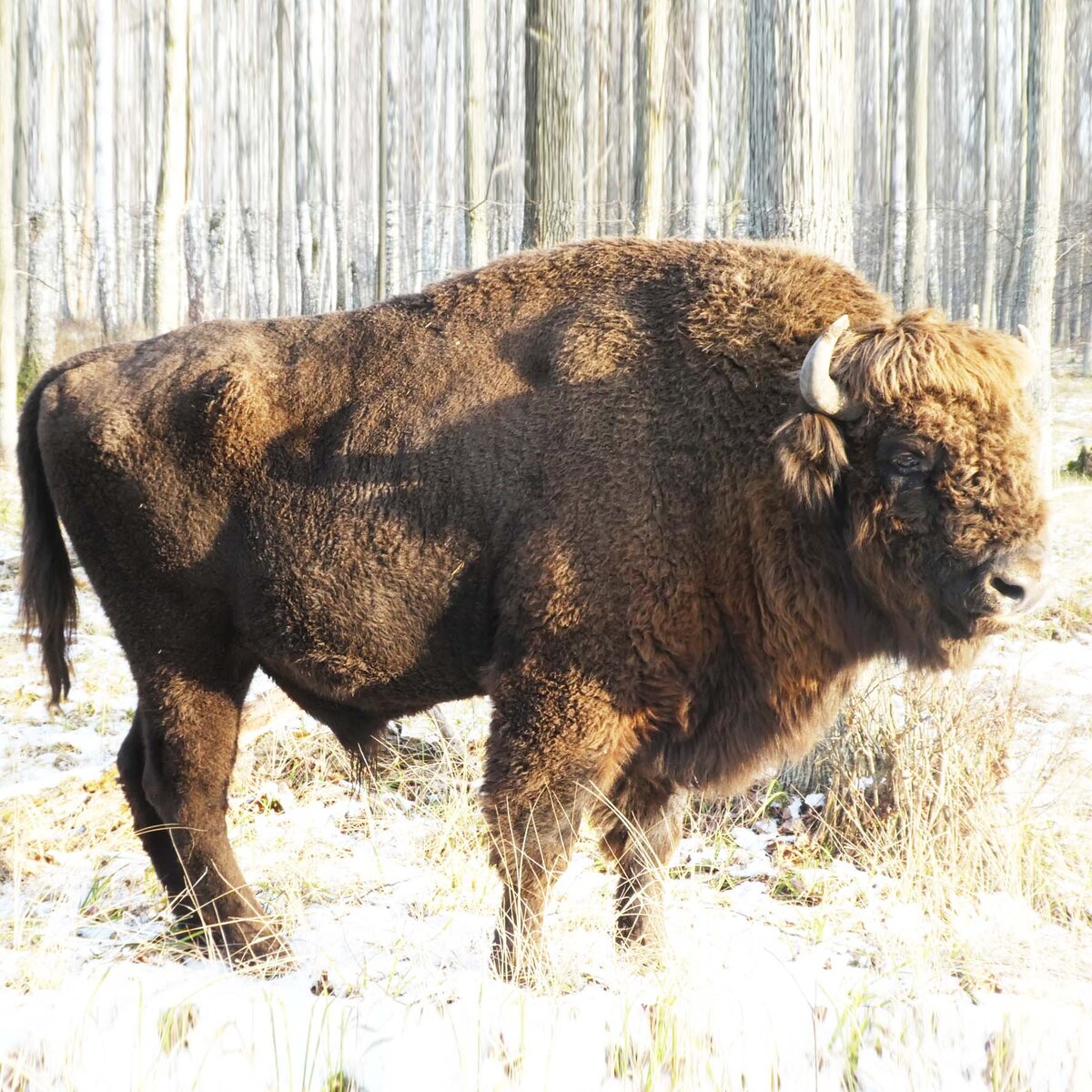 Заповедник зубров. Приокско-террасный заповедник зубры. Заповедник бизоны. Зубровник серпухов. Среда обитания зубра.