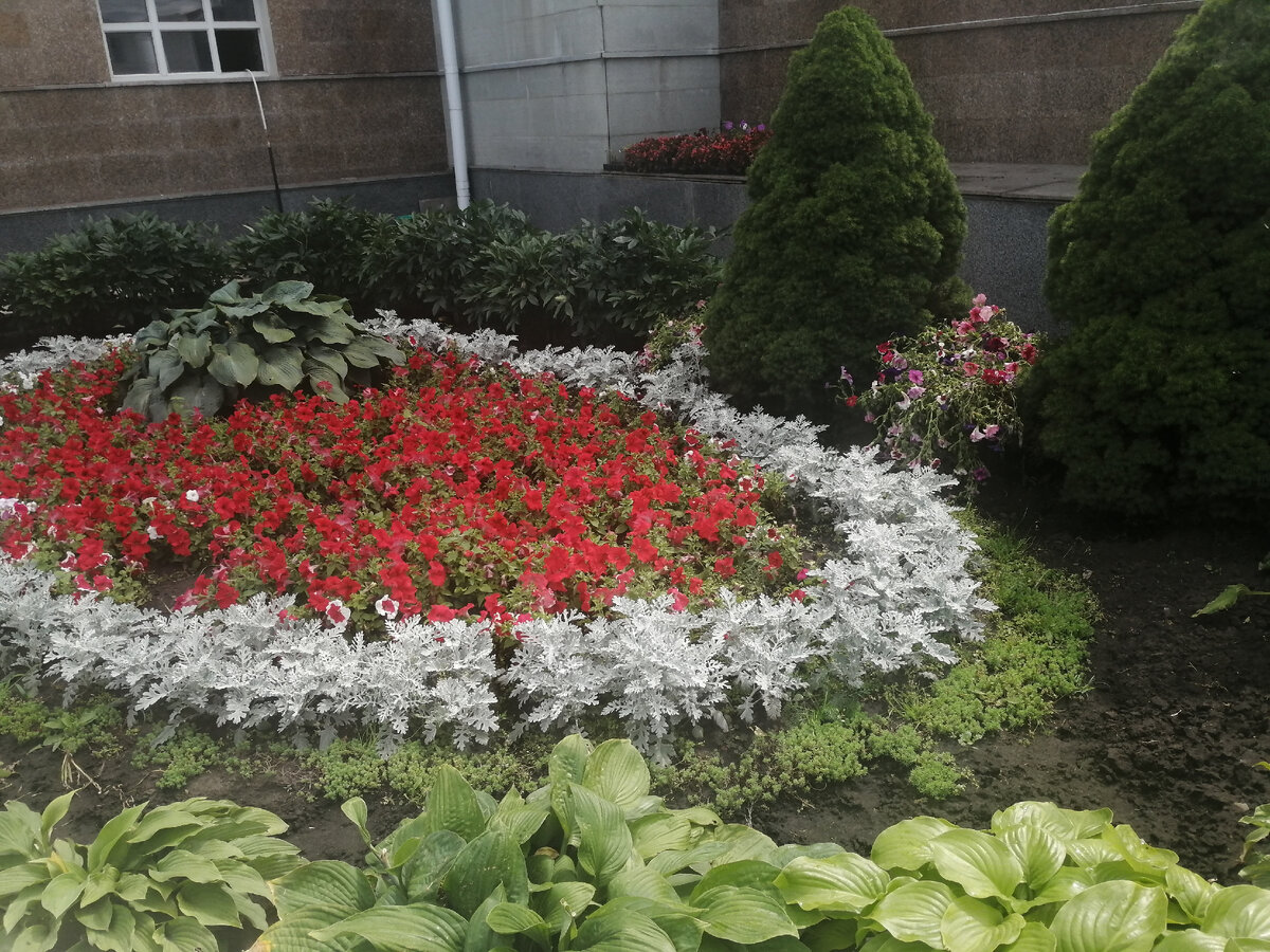 Сальвия и цинерария.