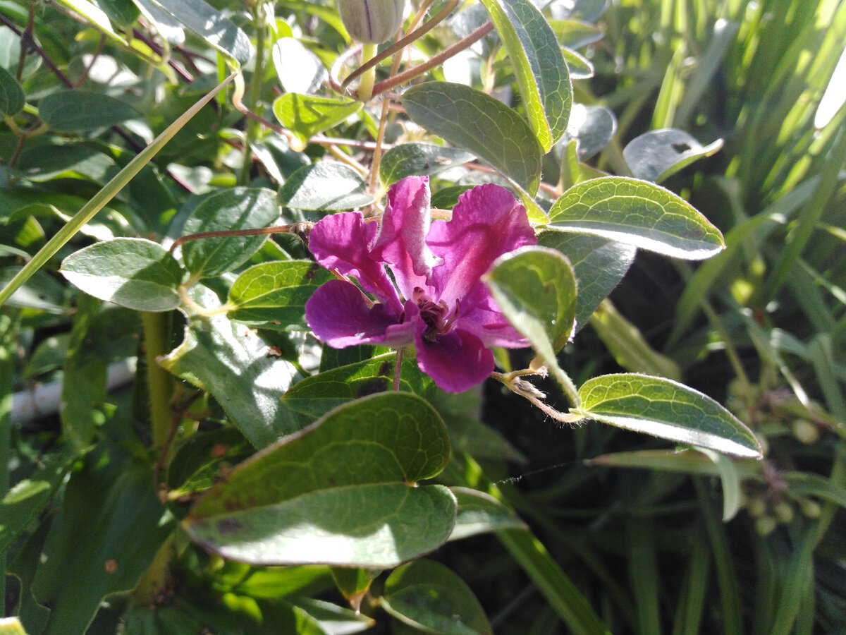 Клематис решил, что он мало радовал меня в этом году!