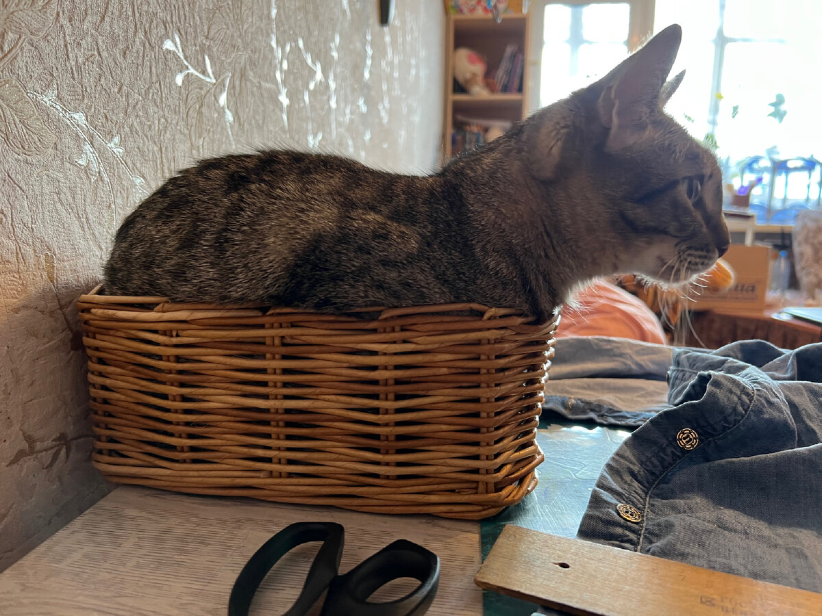Композиция кот в корзине