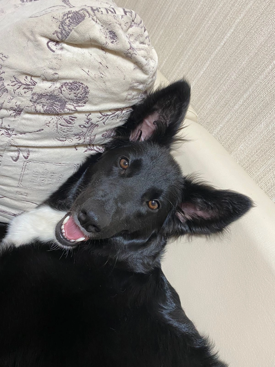 #муром #помощьживотным #добро #стерилизацияживотных 