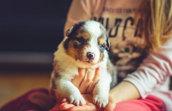 Щенок у новых хозяев