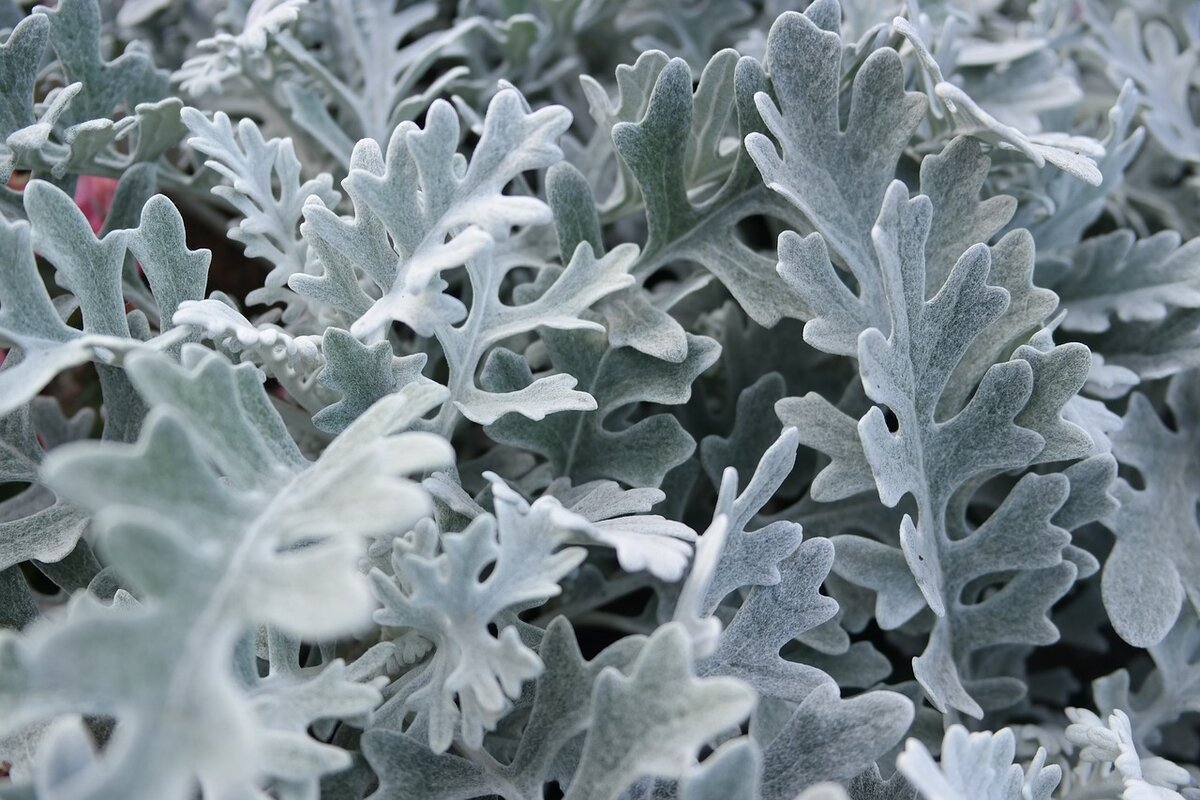 Цинерария Приморская cineraria maritima