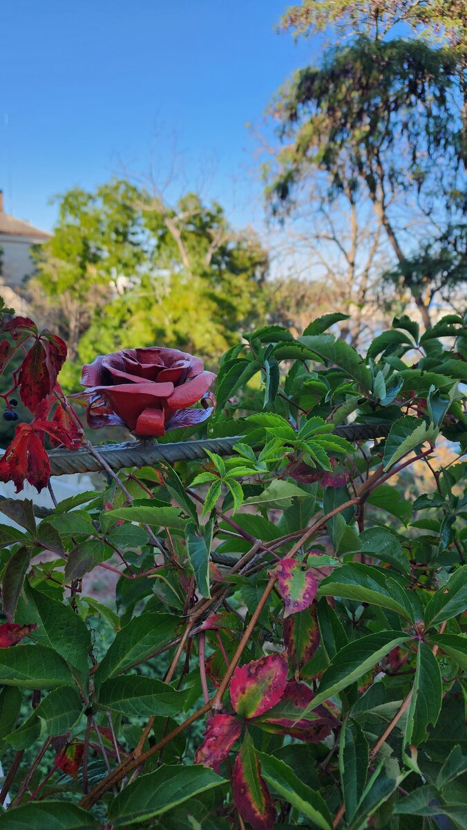 Красота на Ленина