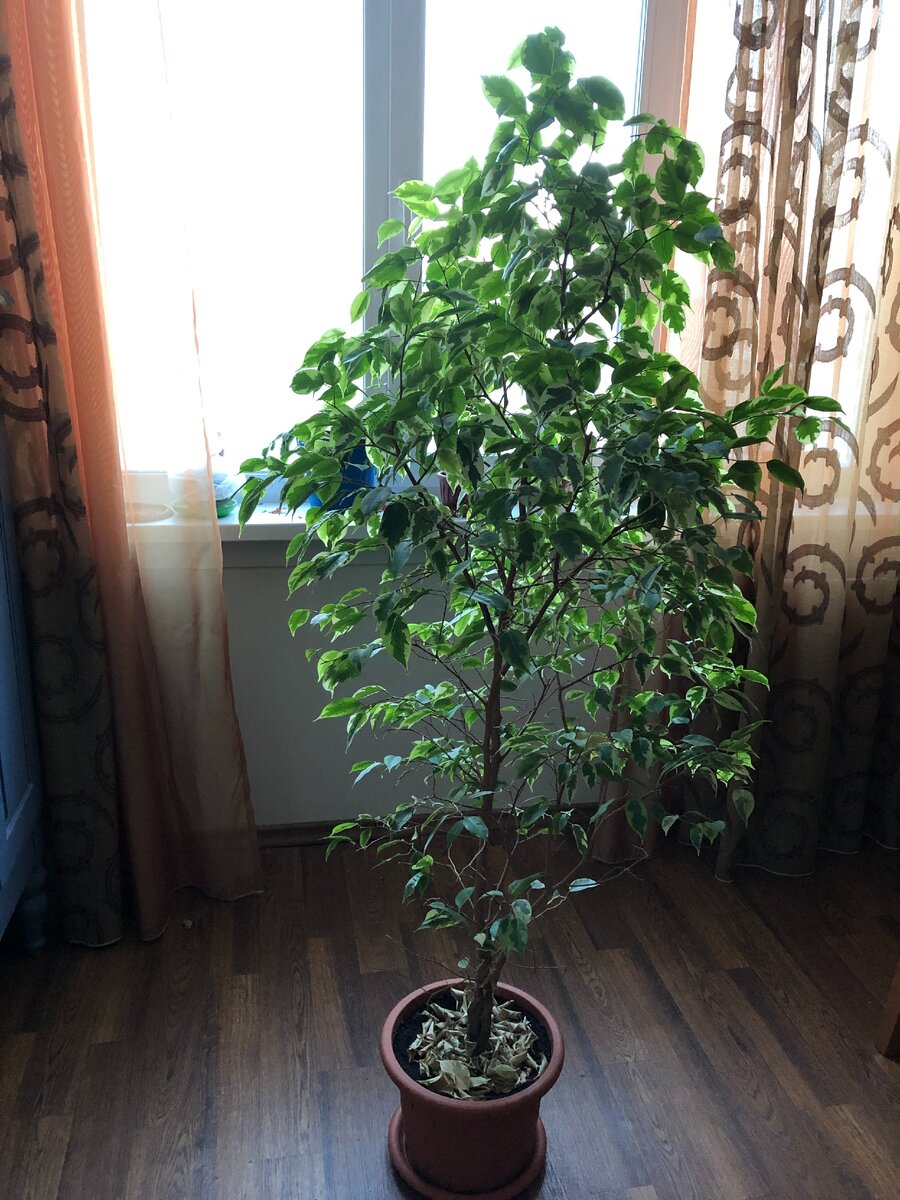 Это второй большой фикус дома. Фото автора