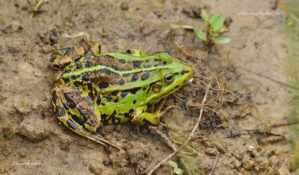 Прудовая лягушка Pelophylax lessonae