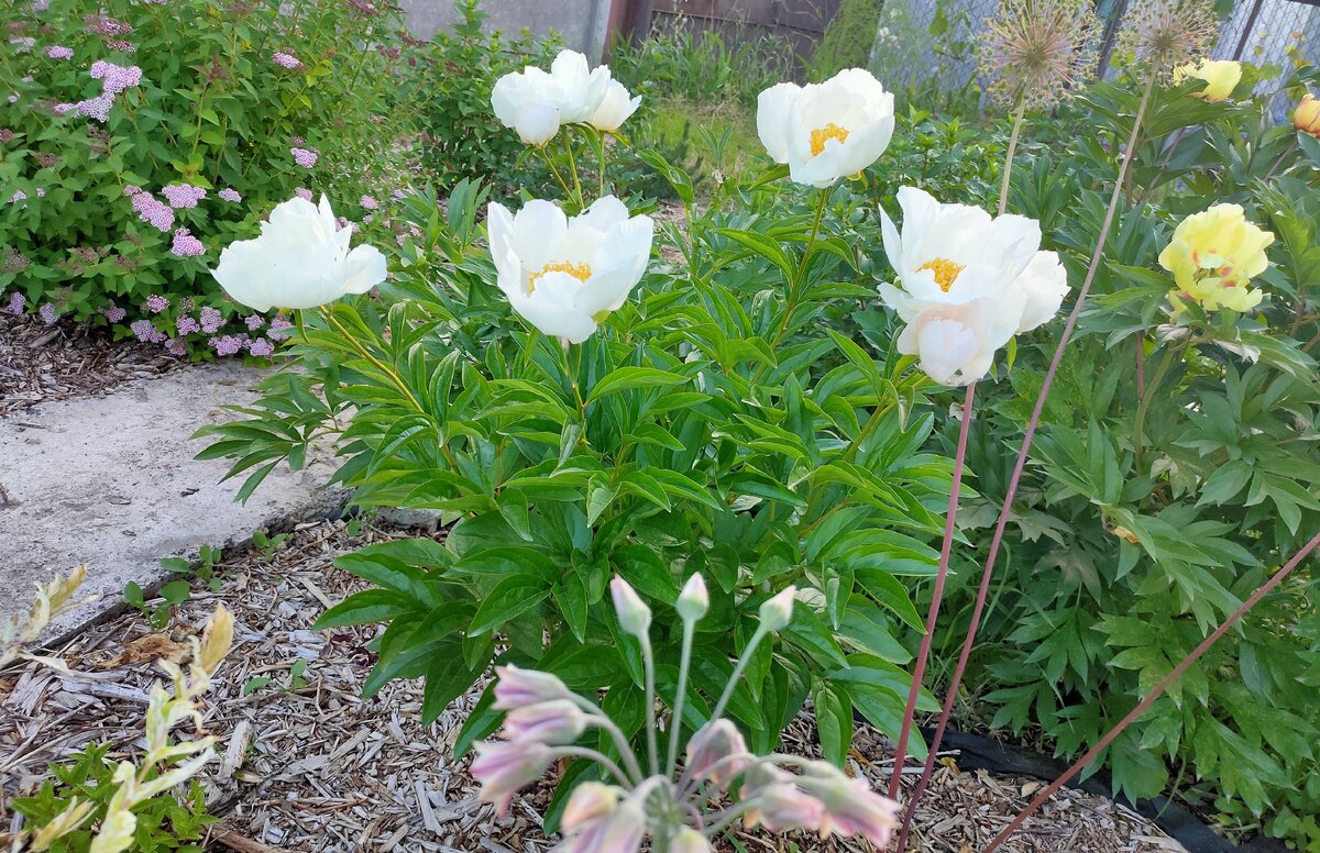 Плотный кустик, хотя и маленький