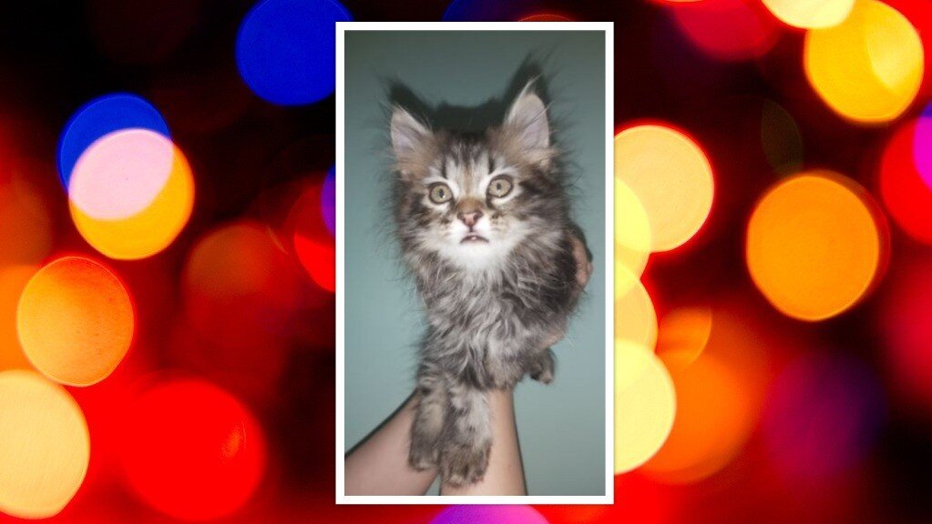 Красотка Шерон Фото и коллаж личные