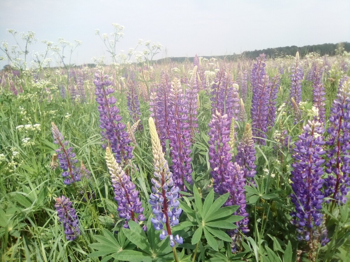 люпиновое поле