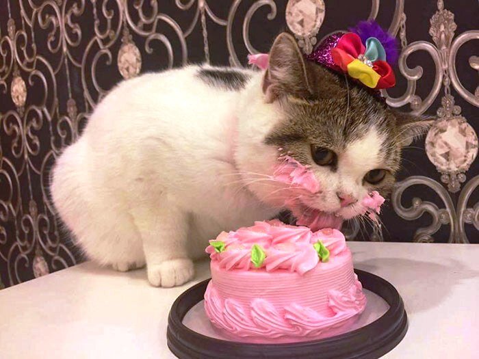 Человеческая еда котику не нужна, хотя и желанна. Фото banana.by